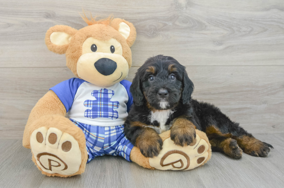 6 week old Mini Bernedoodle Puppy For Sale - Pilesgrove Pups