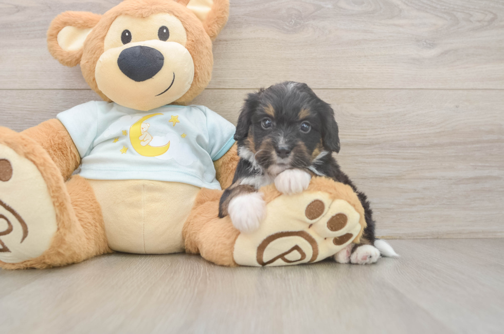 5 week old Mini Bernedoodle Puppy For Sale - Pilesgrove Pups
