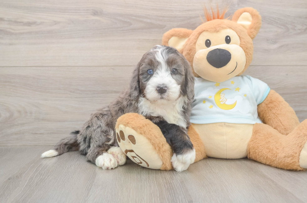 5 week old Mini Bernedoodle Puppy For Sale - Pilesgrove Pups