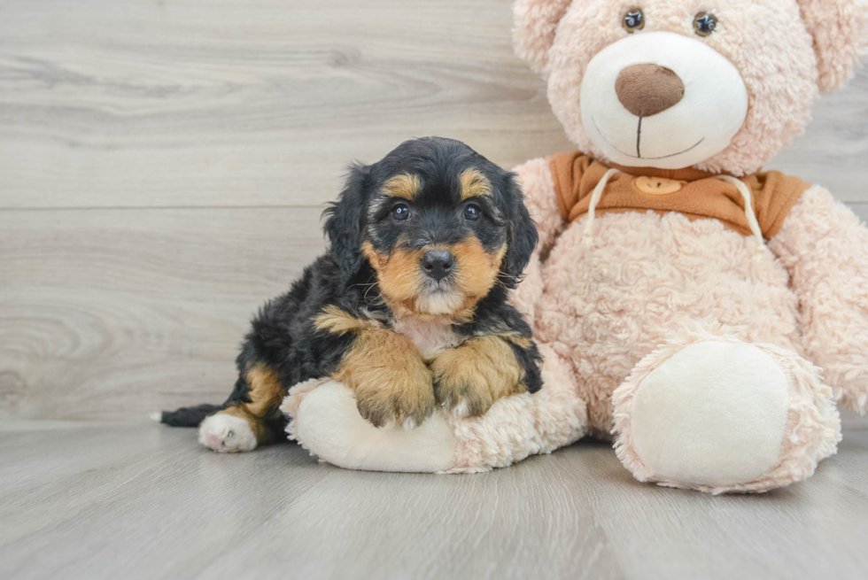 Mini Bernedoodle Pup Being Cute