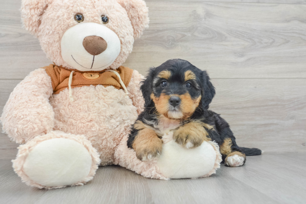 Popular Mini Bernedoodle Poodle Mix Pup