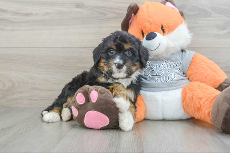 Petite Mini Bernedoodle Poodle Mix Pup