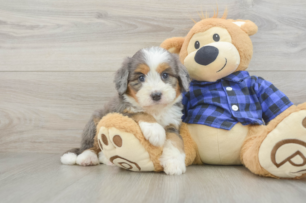 5 week old Mini Bernedoodle Puppy For Sale - Pilesgrove Pups