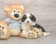 7 week old Mini Bernedoodle Puppy For Sale - Pilesgrove Pups