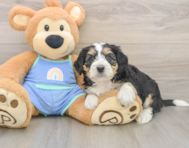 8 week old Mini Bernedoodle Puppy For Sale - Pilesgrove Pups