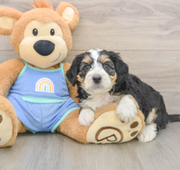 10 week old Mini Bernedoodle Puppy For Sale - Pilesgrove Pups