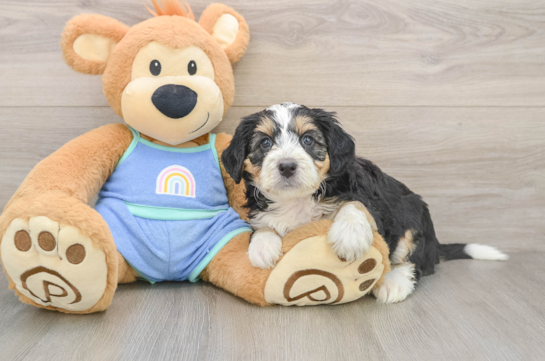 Best Mini Bernedoodle Baby