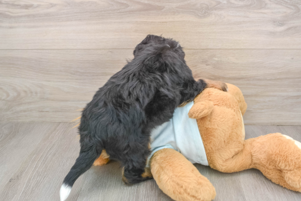 Mini Bernedoodle Pup Being Cute