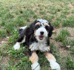 10 week old Mini Bernedoodle Puppy For Sale - Pilesgrove Pups