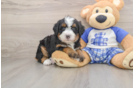 Petite Mini Bernedoodle Poodle Mix Pup