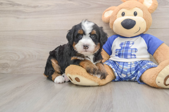 Petite Mini Bernedoodle Poodle Mix Pup