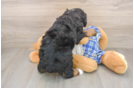 Energetic Mini Bernadoodle Poodle Mix Puppy