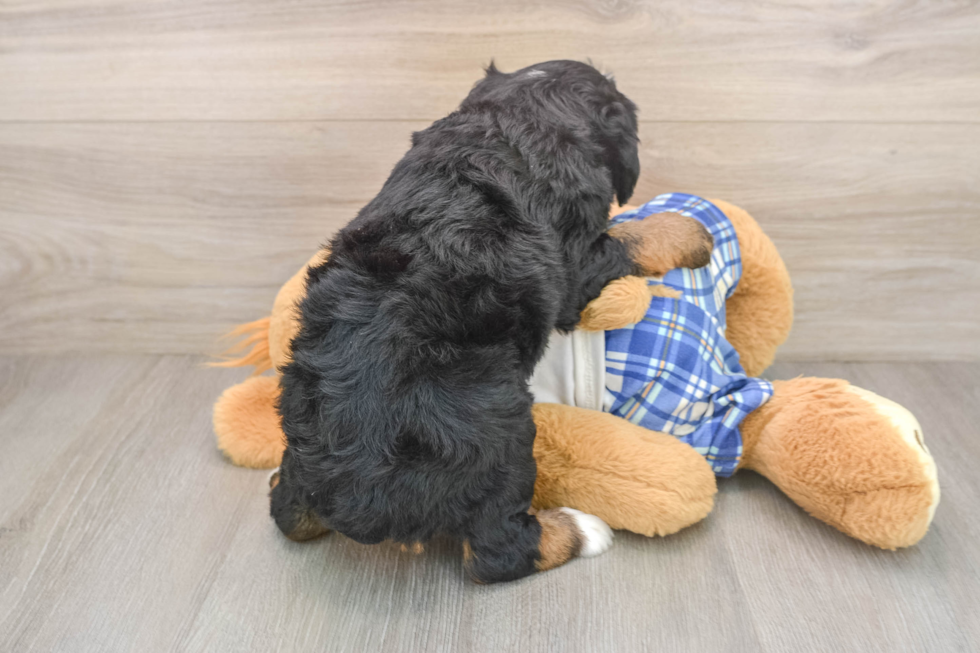 Energetic Mini Bernadoodle Poodle Mix Puppy