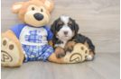 Energetic Mini Bernesedoodle Poodle Mix Puppy