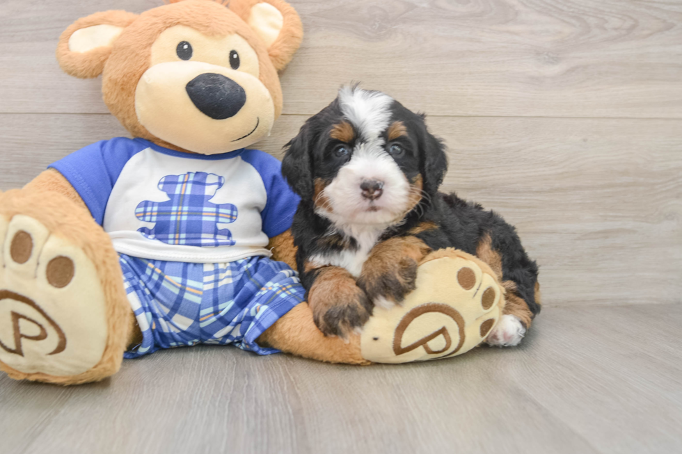 Energetic Mini Bernesedoodle Poodle Mix Puppy