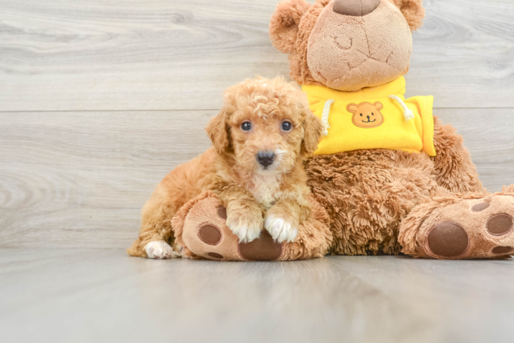 Cute Mini Bernedoodle Baby