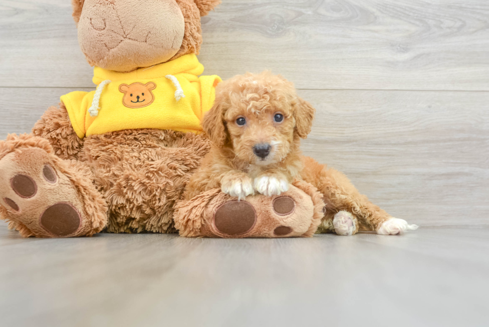 Sweet Mini Bernedoodle Baby