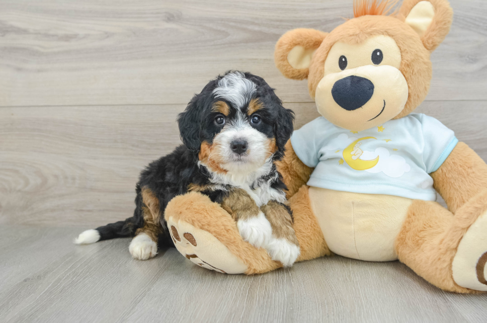 6 week old Mini Bernedoodle Puppy For Sale - Pilesgrove Pups