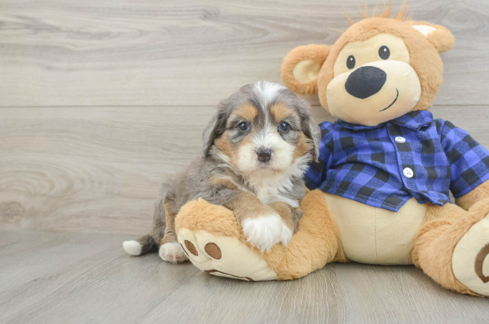 5 week old Mini Bernedoodle Puppy For Sale - Pilesgrove Pups