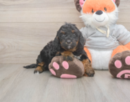 7 week old Mini Bernedoodle Puppy For Sale - Pilesgrove Pups