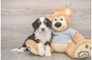 Hypoallergenic Mini Bernese Poodle Poodle Mix Puppy