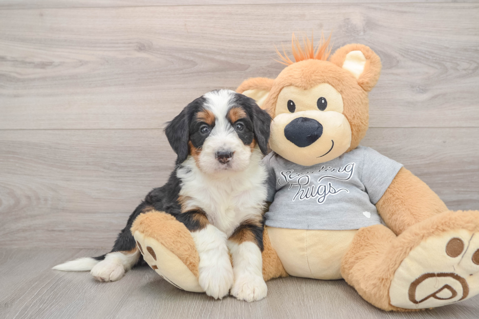 Hypoallergenic Mini Bernese Poodle Poodle Mix Puppy