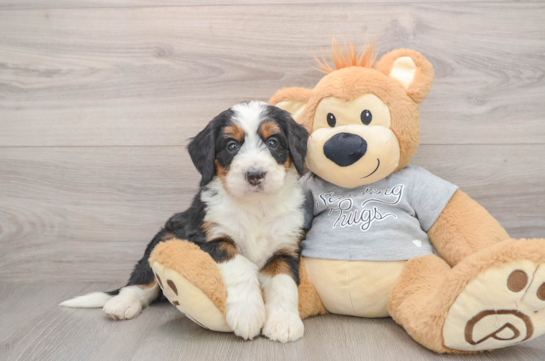 Hypoallergenic Mini Bernese Poodle Poodle Mix Puppy