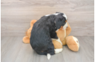 Smart Mini Bernedoodle Poodle Mix Pup