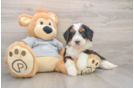 Fluffy Mini Bernedoodle Poodle Mix Pup