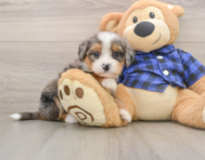 8 week old Mini Bernedoodle Puppy For Sale - Pilesgrove Pups