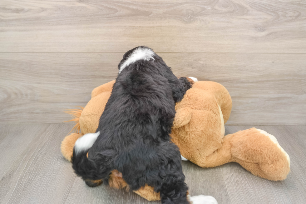 Playful Mini Bernadoodle Poodle Mix Puppy