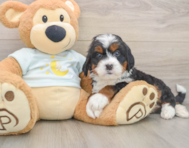 5 week old Mini Bernedoodle Puppy For Sale - Pilesgrove Pups