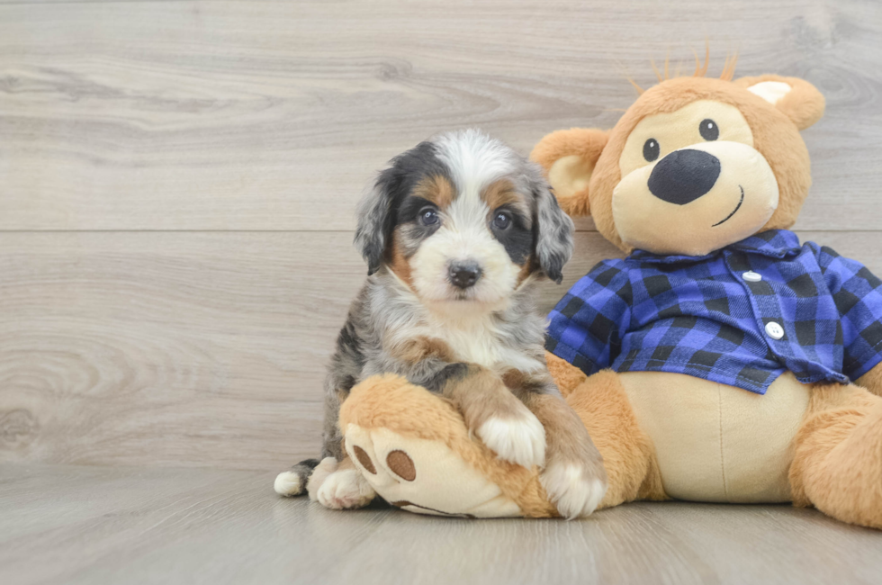 5 week old Mini Bernedoodle Puppy For Sale - Pilesgrove Pups