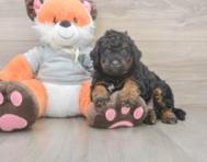 7 week old Mini Bernedoodle Puppy For Sale - Pilesgrove Pups