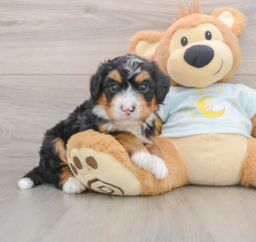 7 week old Mini Bernedoodle Puppy For Sale - Pilesgrove Pups