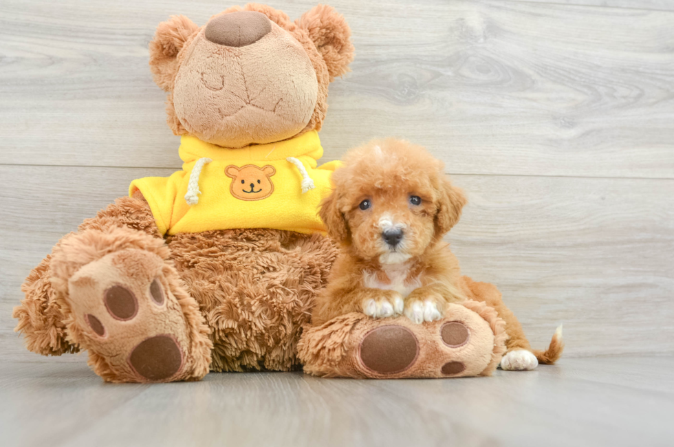 9 week old Mini Bernedoodle Puppy For Sale - Pilesgrove Pups