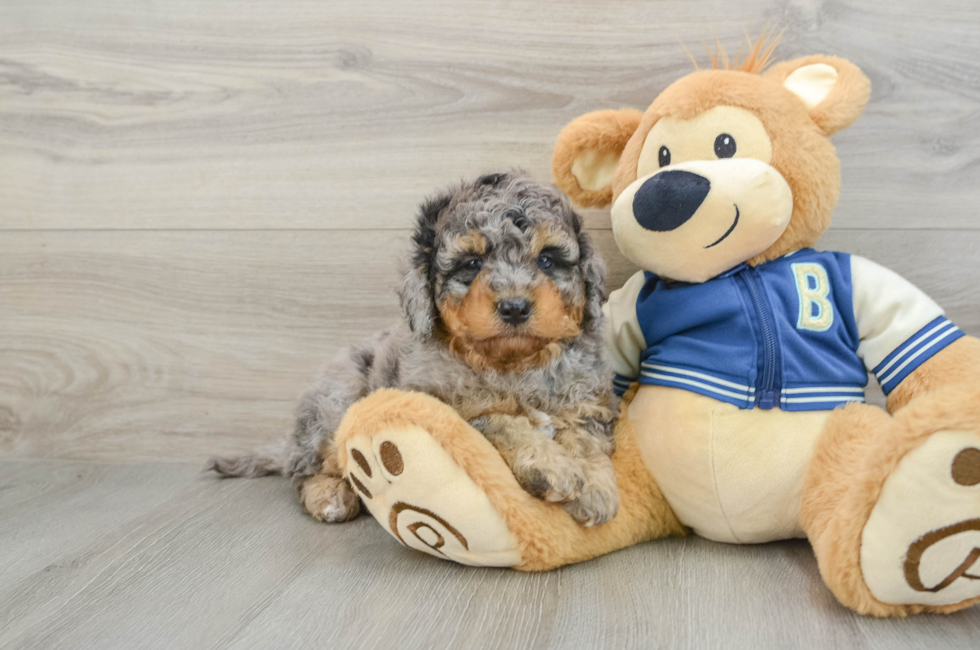 8 week old Mini Bernedoodle Puppy For Sale - Pilesgrove Pups