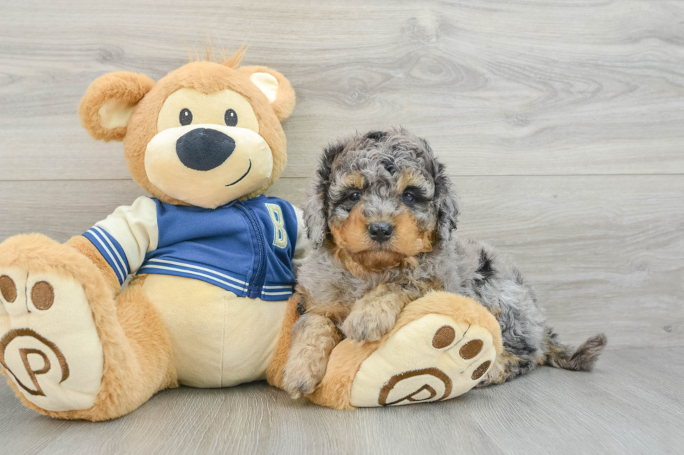 Popular Mini Bernedoodle Poodle Mix Pup