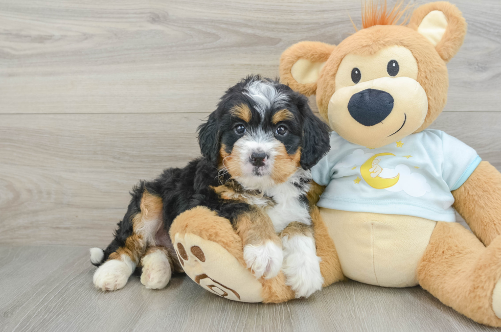 6 week old Mini Bernedoodle Puppy For Sale - Pilesgrove Pups