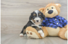 Mini Bernedoodle Pup Being Cute