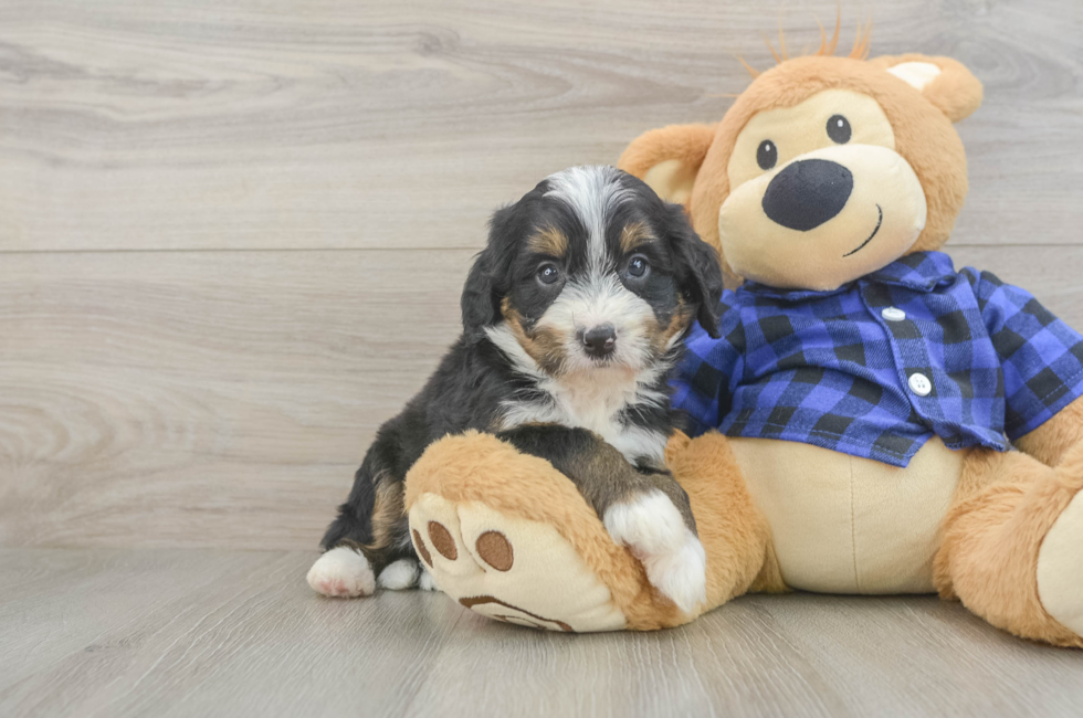 5 week old Mini Bernedoodle Puppy For Sale - Pilesgrove Pups