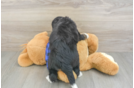 Funny Mini Bernedoodle Poodle Mix Pup