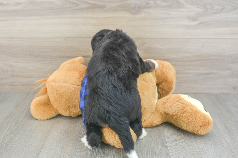 Funny Mini Bernedoodle Poodle Mix Pup