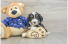 Mini Bernedoodle Puppy for Adoption