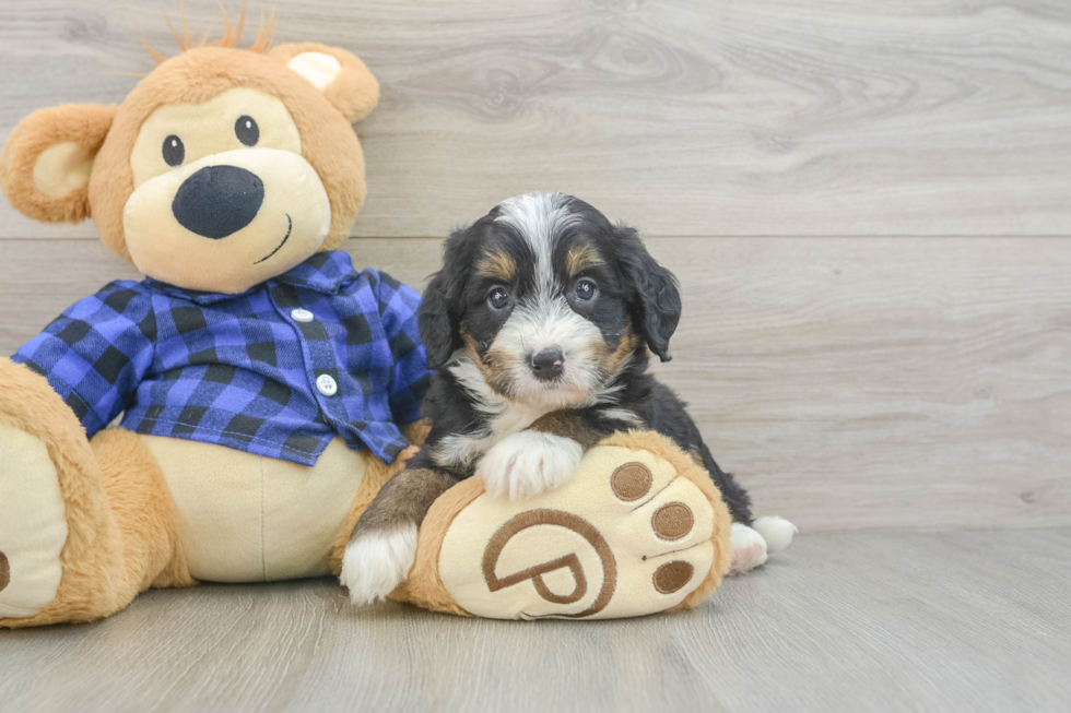 Mini Bernedoodle Puppy for Adoption