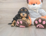 6 week old Mini Bernedoodle Puppy For Sale - Pilesgrove Pups