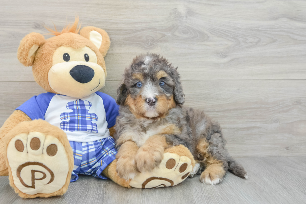 Mini Bernedoodle Pup Being Cute