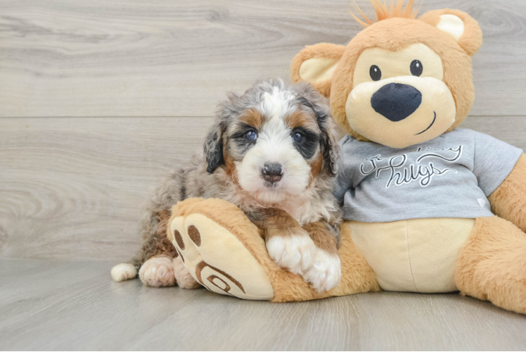 Playful Mini Berniedoodle Poodle Mix Puppy