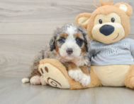 7 week old Mini Bernedoodle Puppy For Sale - Pilesgrove Pups