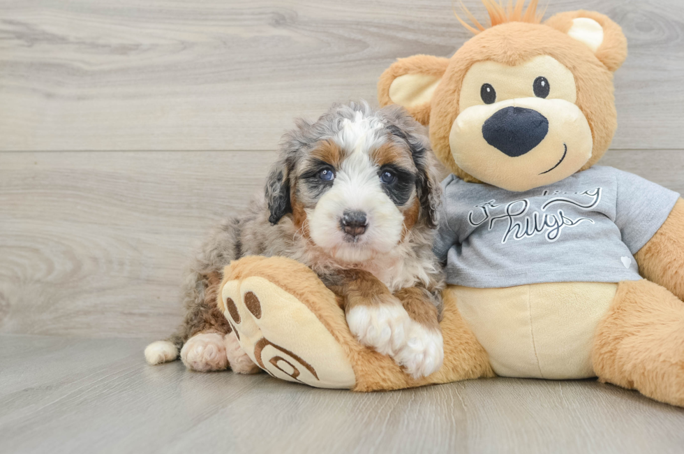 6 week old Mini Bernedoodle Puppy For Sale - Pilesgrove Pups